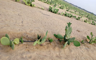 Prickly Pears: A Nutritional Powerhouse