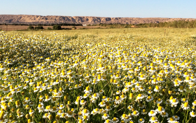 Pivot 16 – Supported by the Evidence Foundation