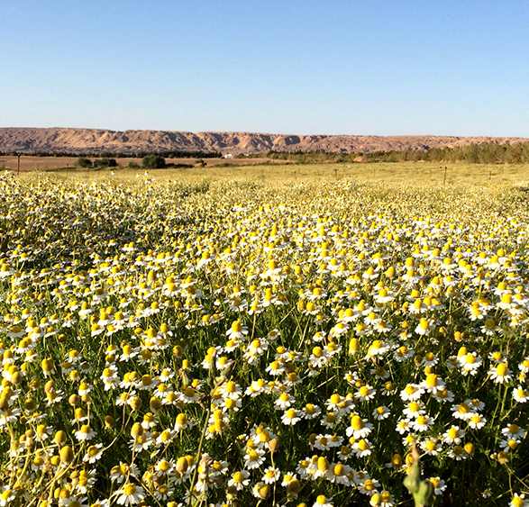 Pivot 16 – Supported by the Evidence Foundation